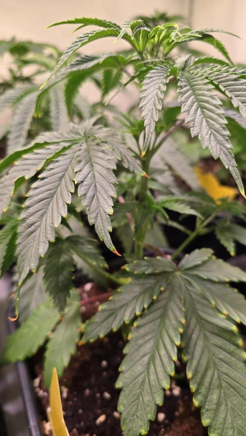Honey Dipper. Week 3