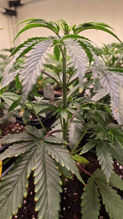 Honey Dipper. Week 3