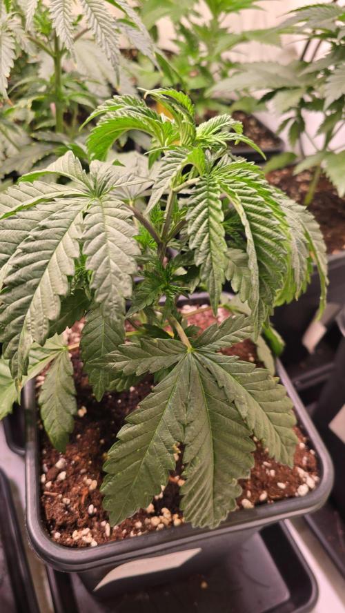 Ztrawberry. Week 3