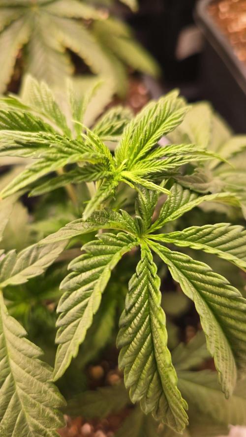 Ztrawberry. Week 3