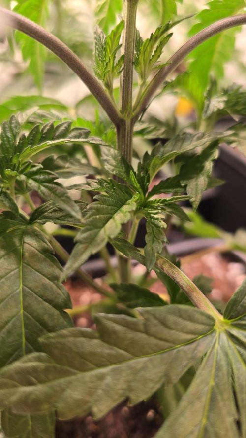 Ztrawberry. Week 3