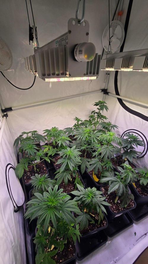 Ztrawberry. Week 4