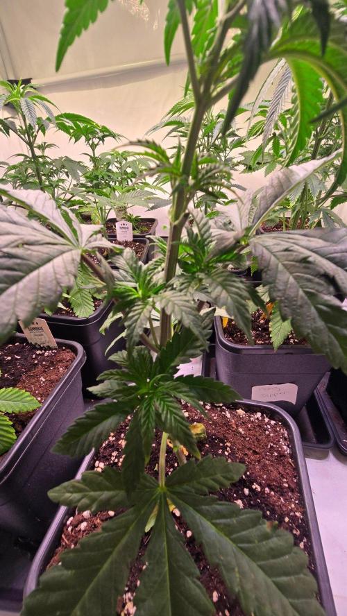 Ztrawberry. Week 4