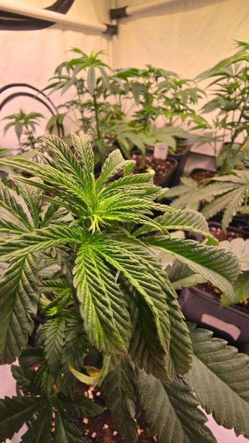 Ztrawberry. Week 4