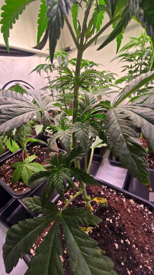 Ztrawberry. Week 4
