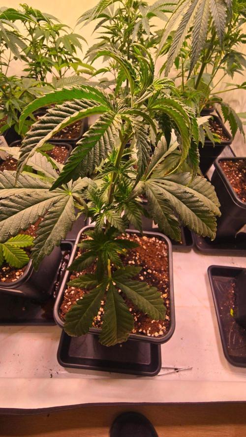 Ztrawberry. Week 4