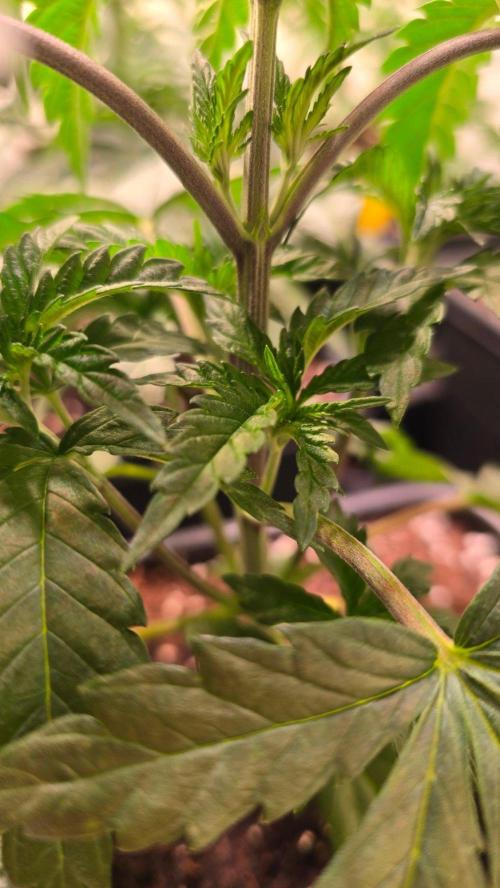 Ztrawberry. Week 4