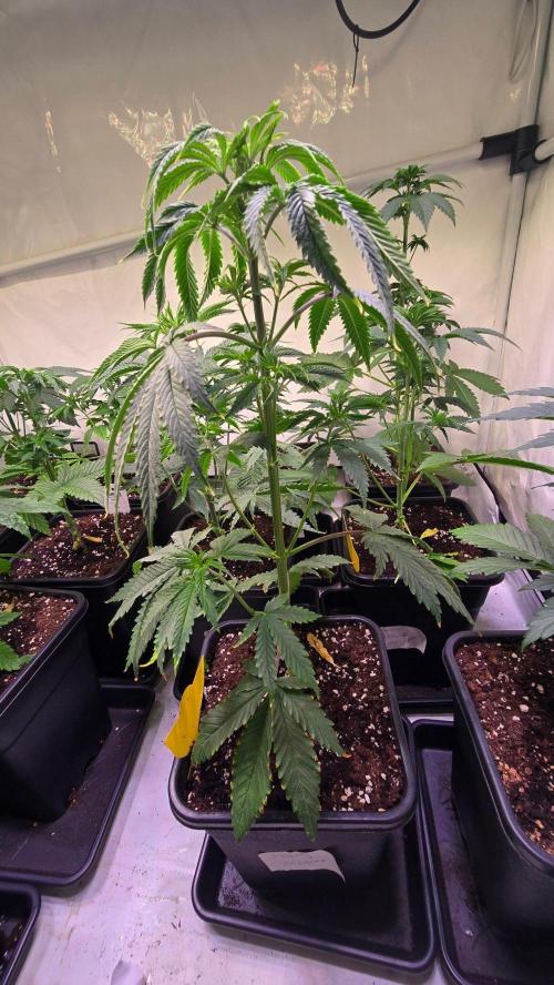 Honey Dipper. Week 4