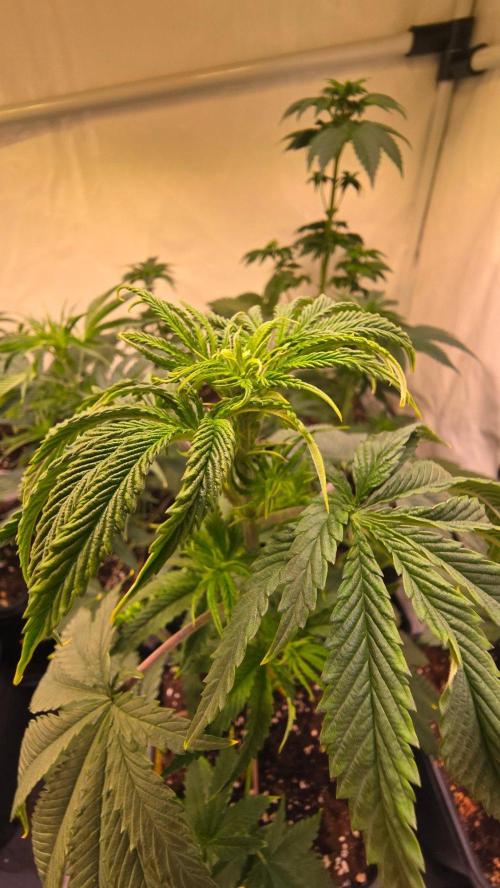 Honey Dipper. Week 4