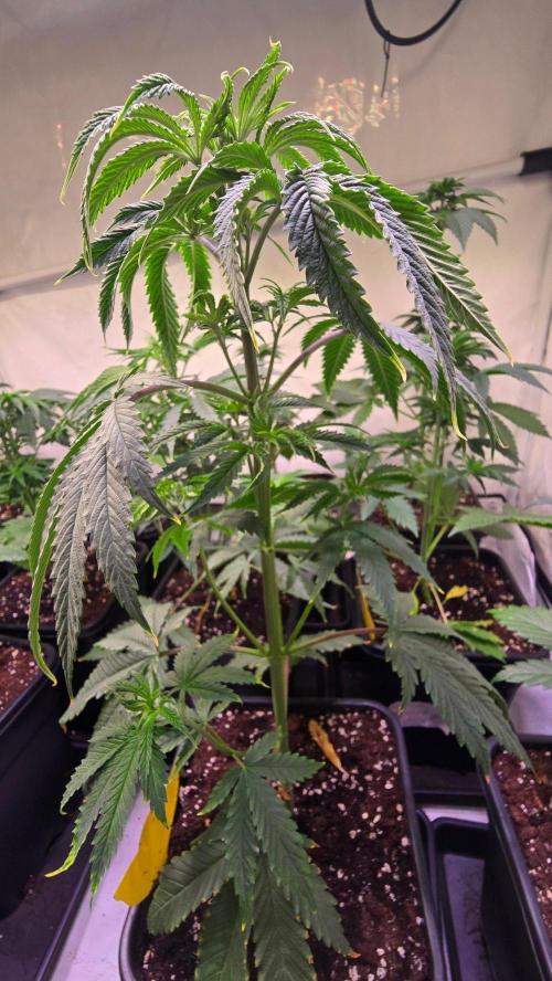Honey Dipper. Week 4