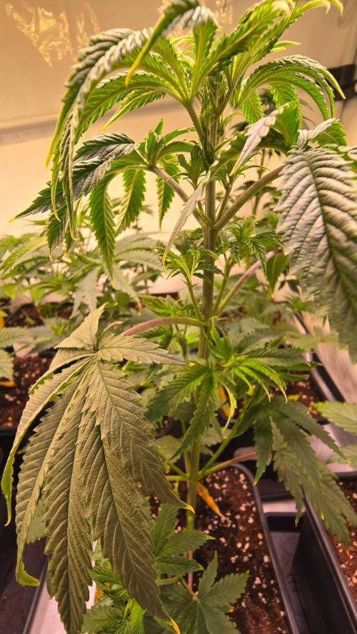 Honey Dipper. Week 4