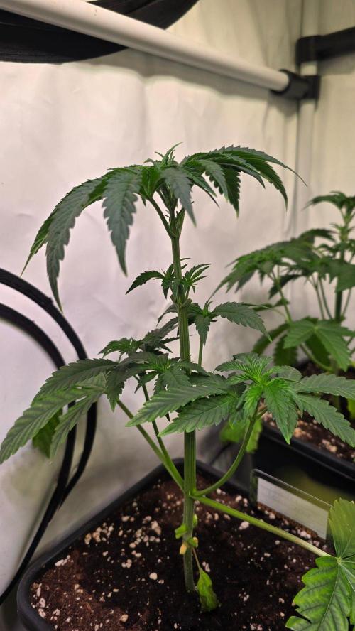 Chikita Manzana. Week 4