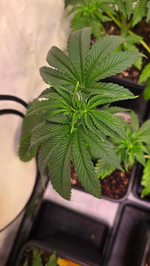 Chikita Manzana. Week 4