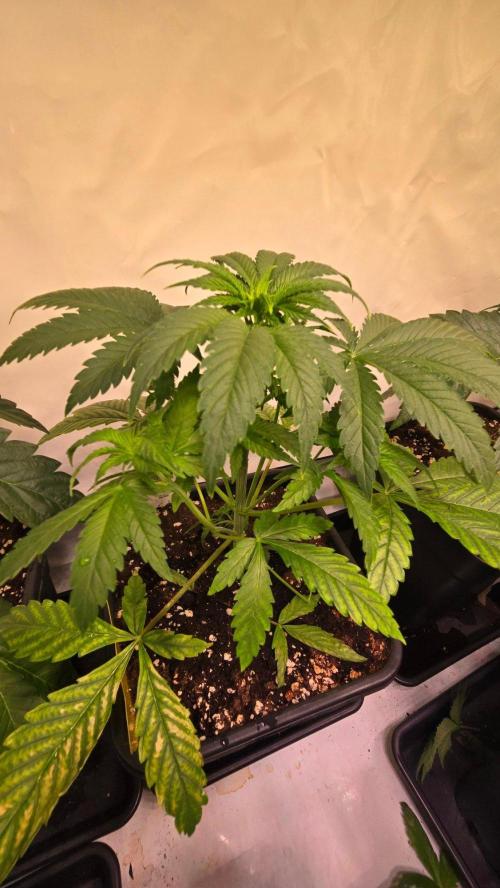 Clementine Slush. Week 4