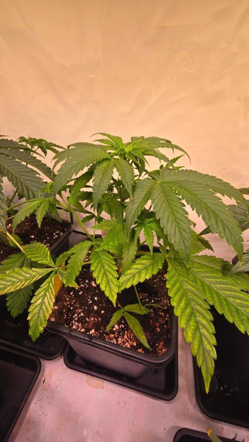 Clementine Slush. Week 4