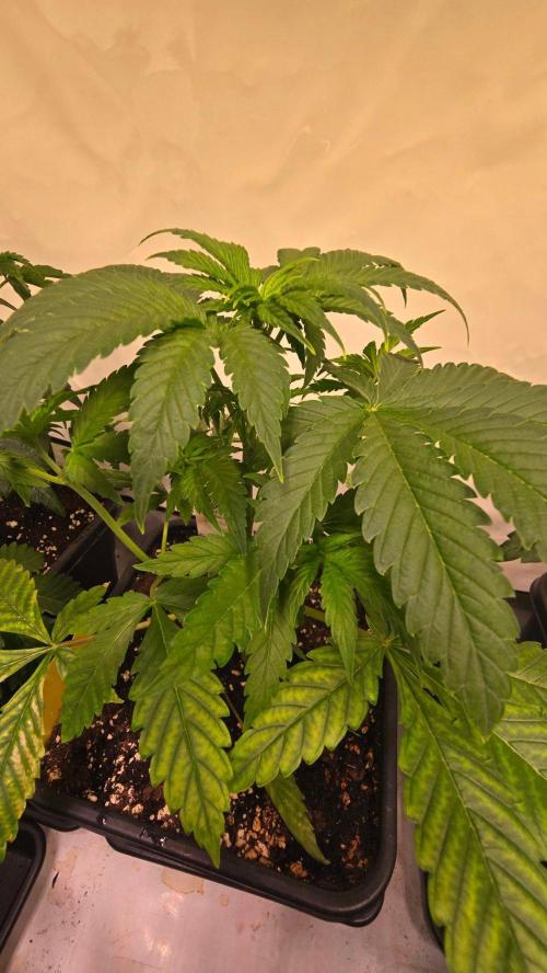 Clementine Slush. Week 4
