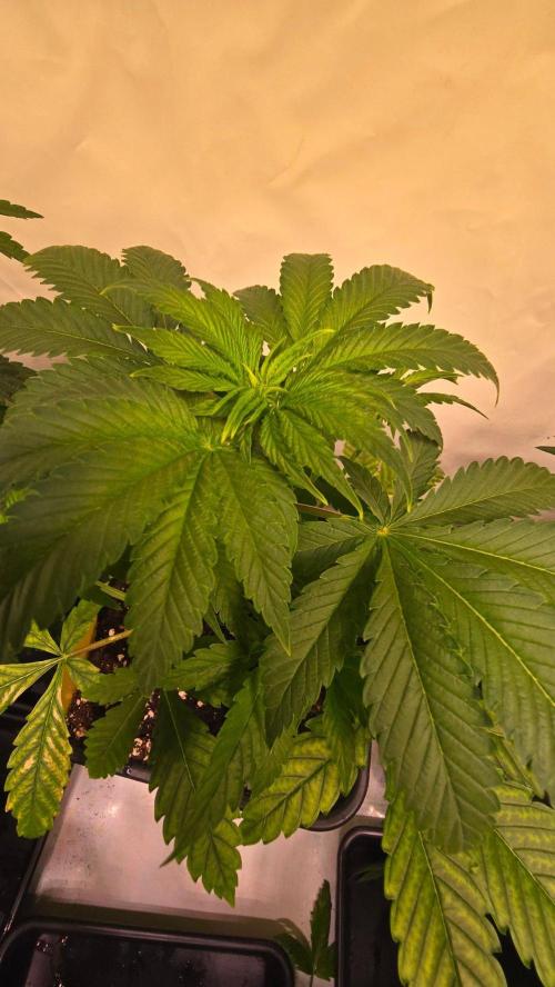 Clementine Slush. Week 4