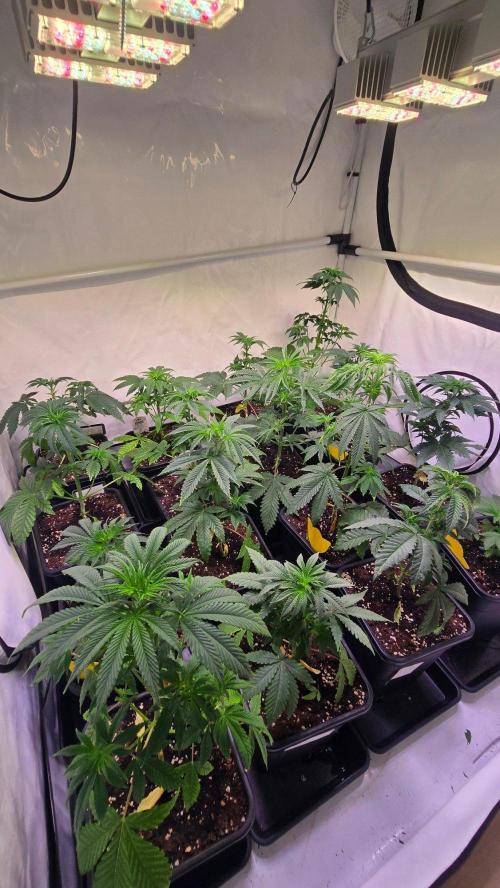 Mexican Sativa. Week 4
