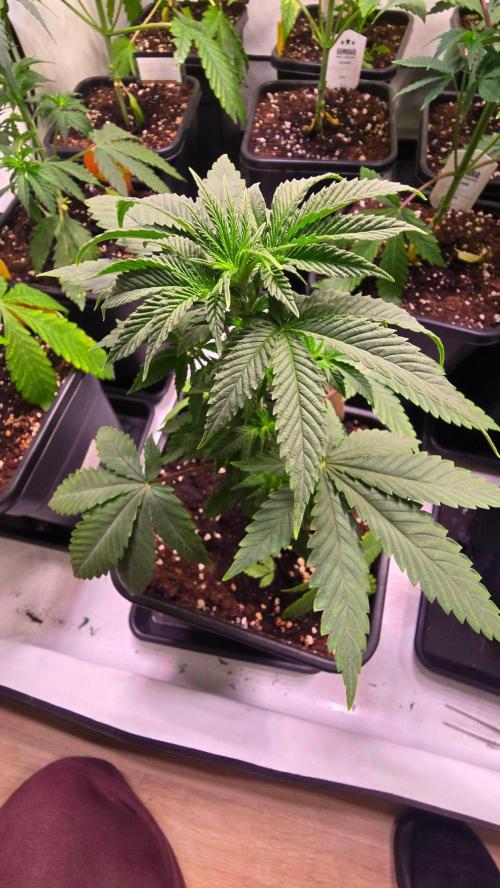 Mexican Sativa. Week 4