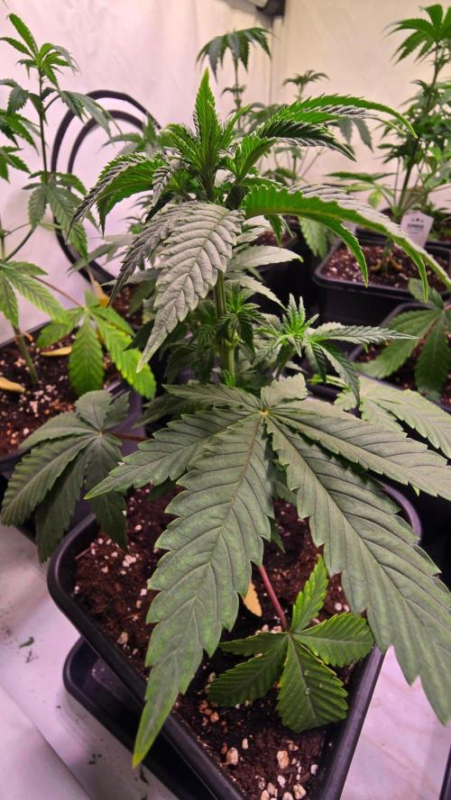 Mexican Sativa. Week 4