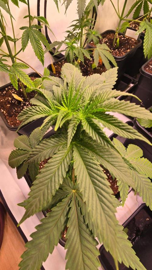 Mexican Sativa. Week 4