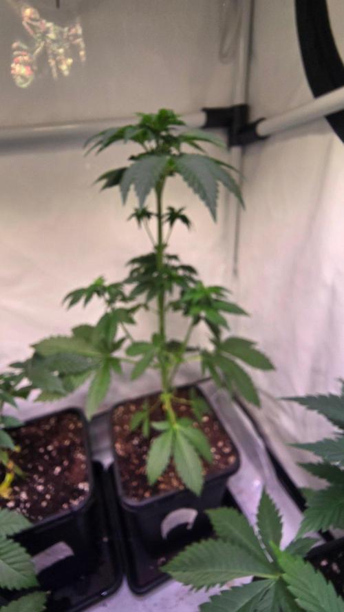 Isla mirage. Week 4