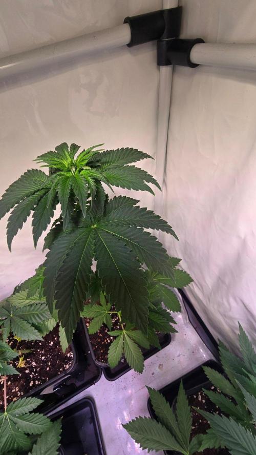 Isla mirage. Week 4