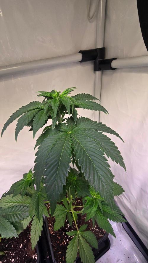 Isla mirage. Week 4