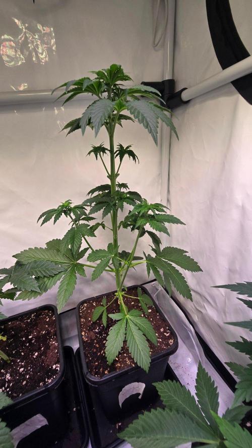 Isla mirage. Week 4