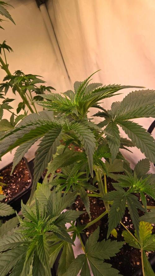 Banana Brawler. Week 4