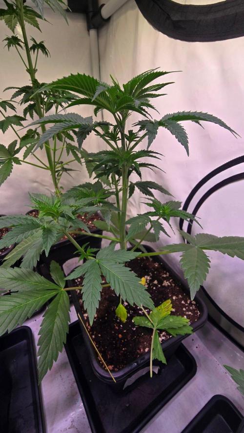Banana Brawler. Week 4