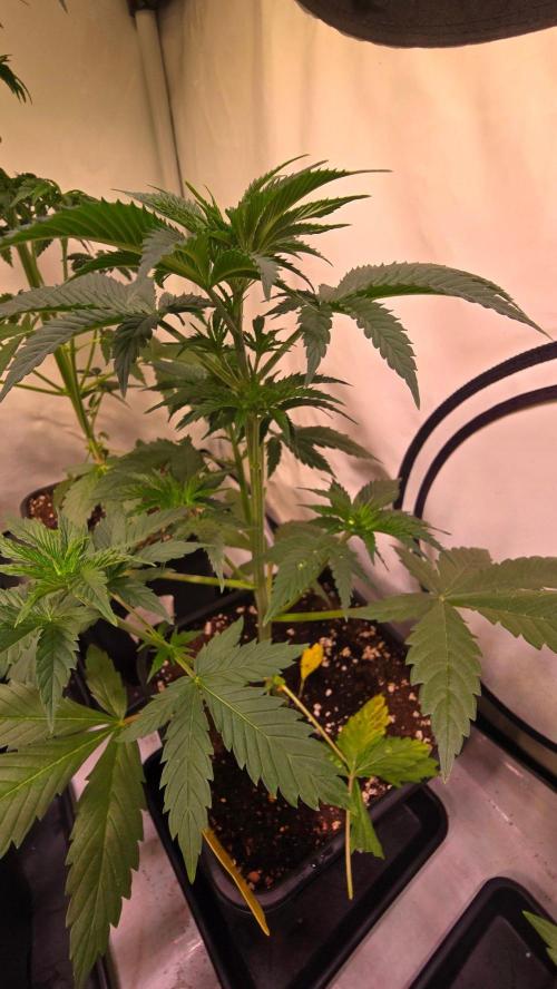 Banana Brawler. Week 4