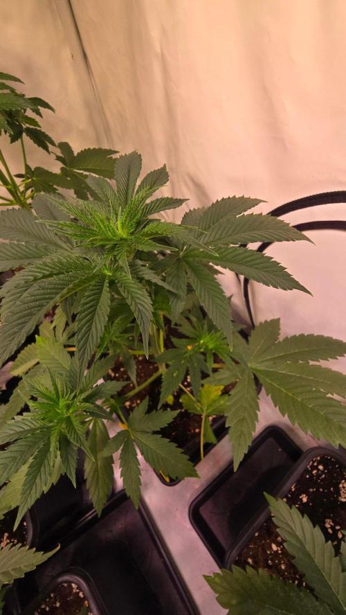 Banana Brawler. Week 4
