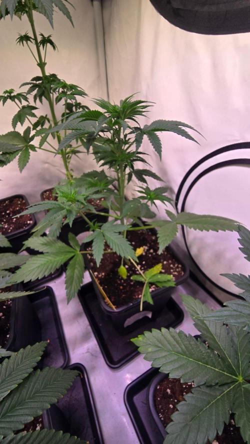 Banana Brawler. Week 4