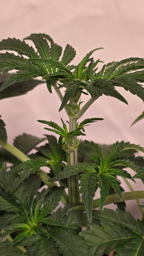 Blue Pirat. Week 4