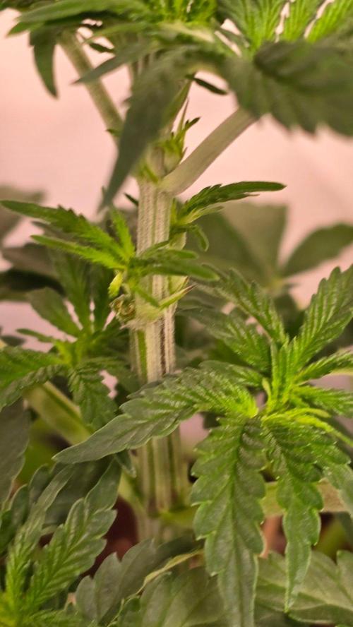 Blue Pirat. Week 4