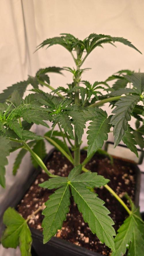 Blue Pirat. Week 4