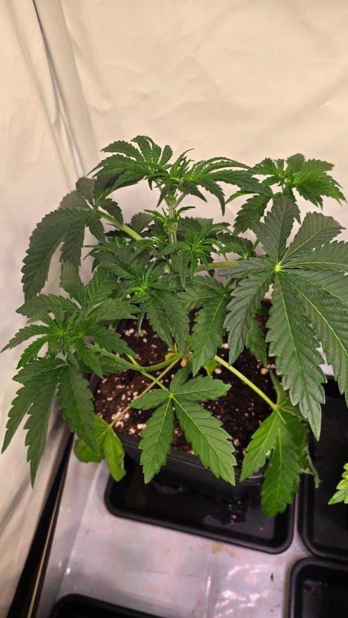 Blue Pirat. Week 4