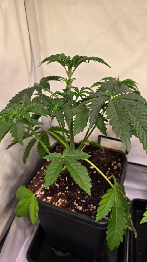 Blue Pirat. Week 4