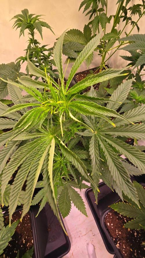 Shiska Lemonade. Week 4