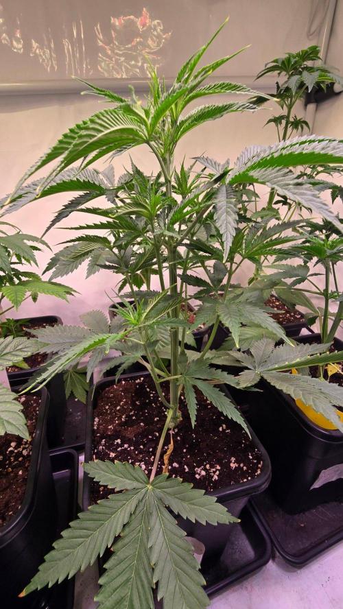 Shiska Lemonade. Week 4