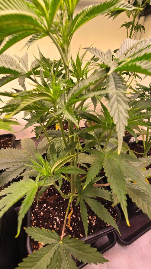 Shiska Lemonade. Week 4