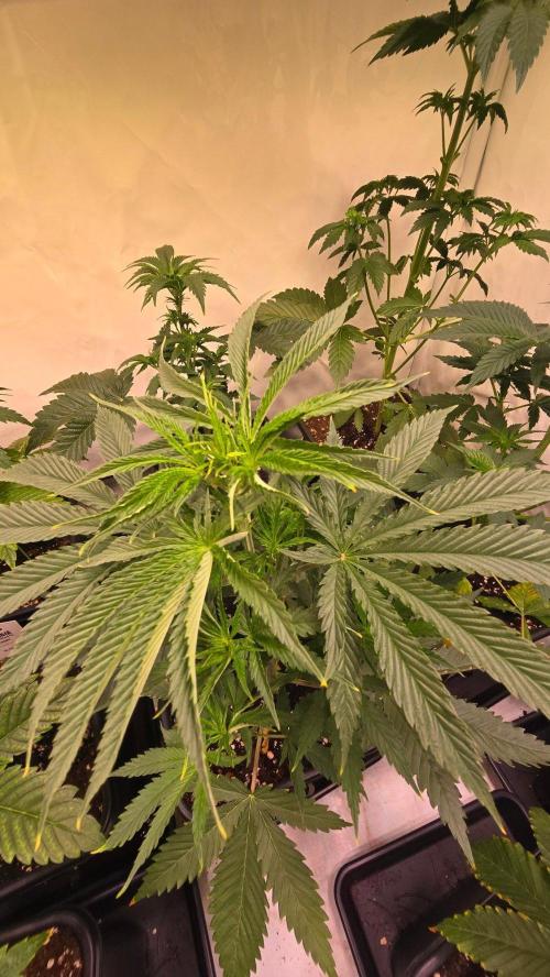 Shiska Lemonade. Week 4