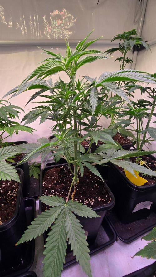 Shiska Lemonade. Week 4