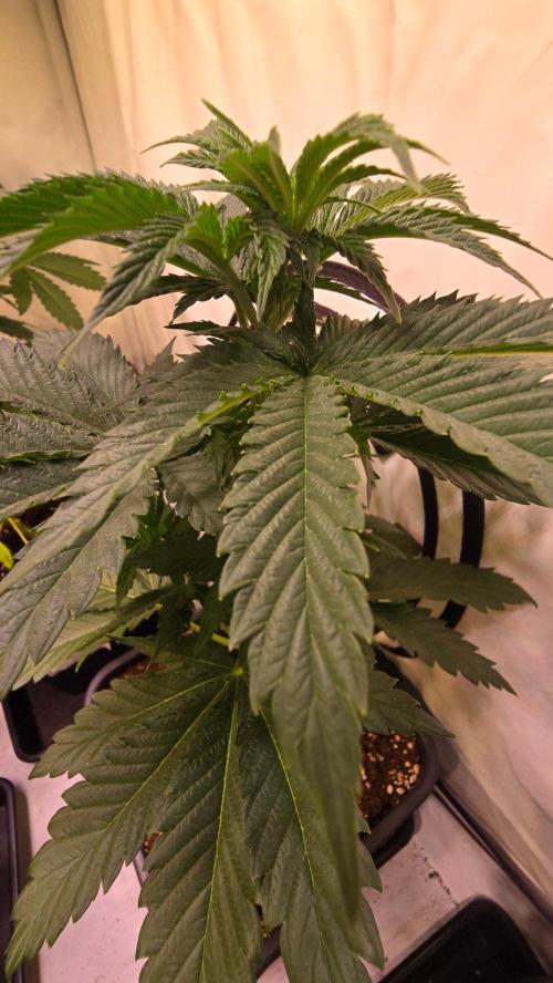 Grease Monkey. Week 4