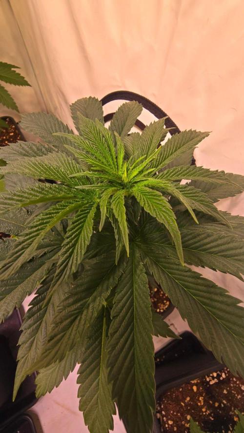 Grease Monkey. Week 4