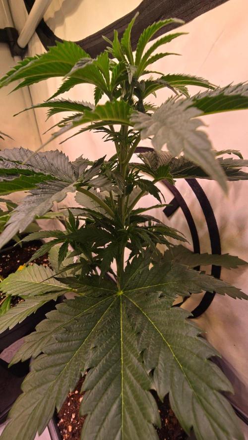 Grease Monkey. Week 4