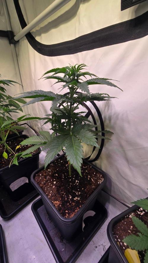 Grease Monkey. Week 4