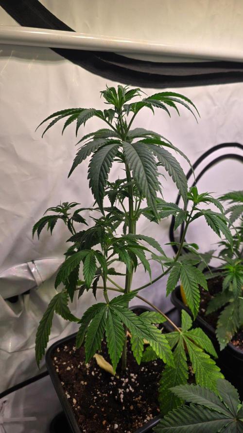 Orange Biscuite. Week 4
