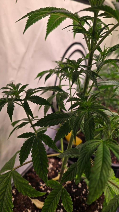 Orange Biscuite. Week 4